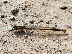 Enallagma annexum