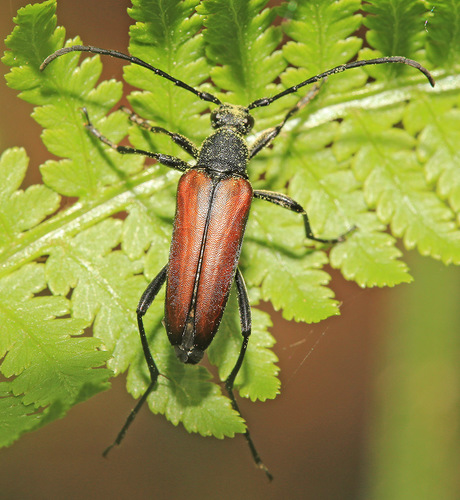 Leptura aethiops