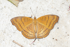 Pseudergolis wedah