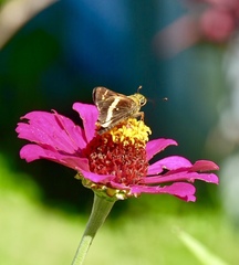 Atalopedes mesogramma