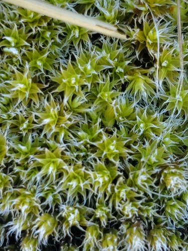 Image of Racomitrium canescens by (c) marius, some rights reserved (CC BY)