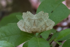 Metarranthis indeclinata