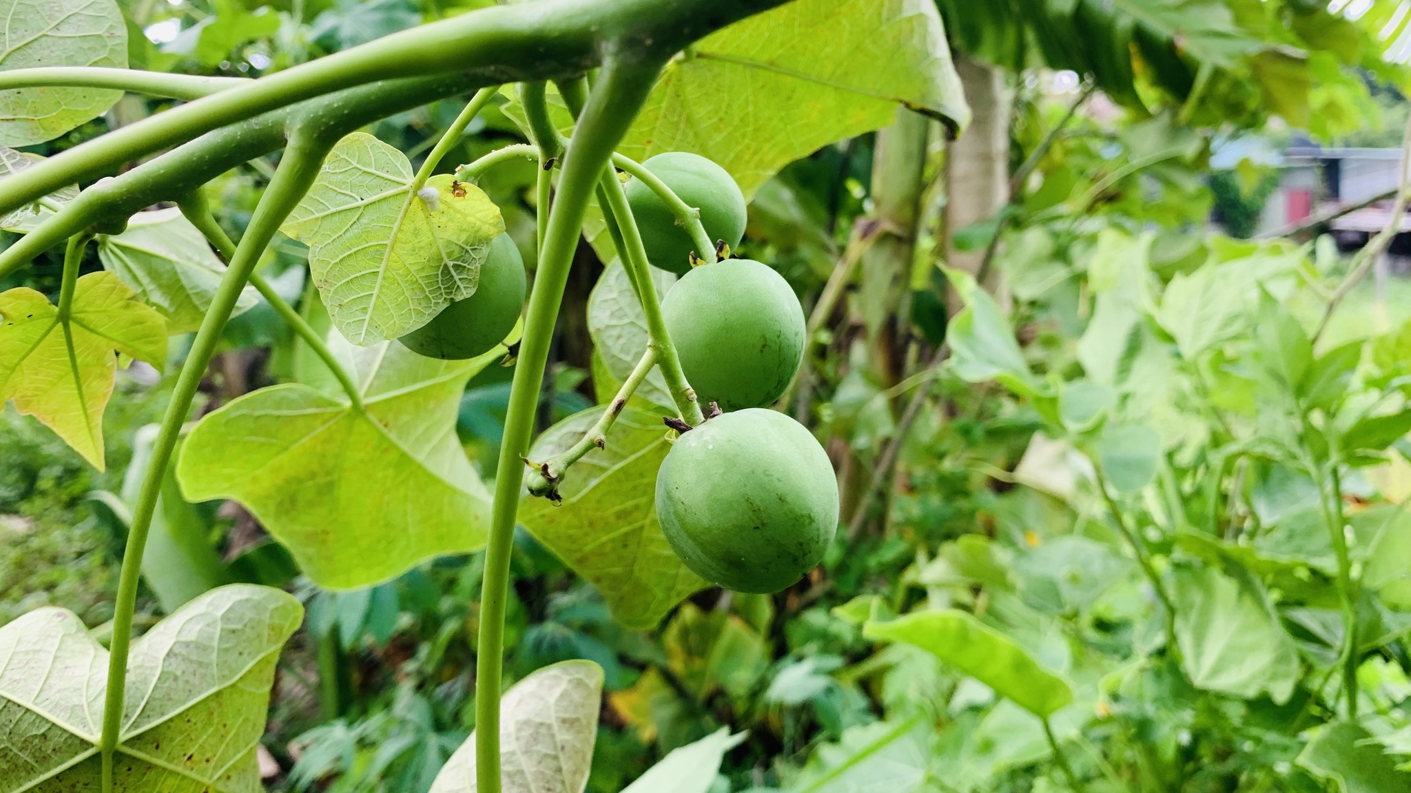 Jatropha curcas — ảnh 2