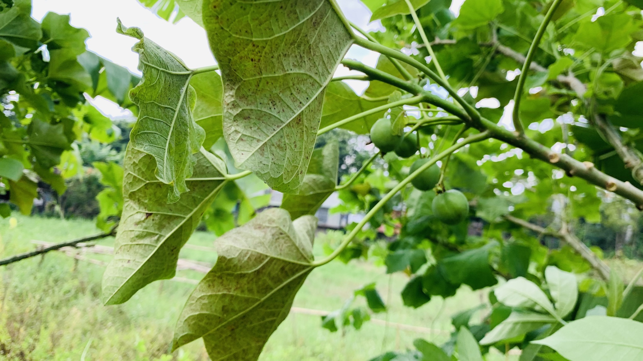 Jatropha curcas — ảnh 3