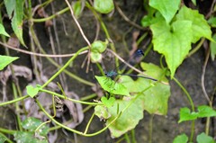 Psolodesmus mandarinus dorothea