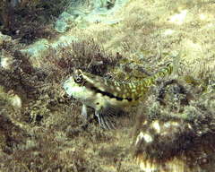 Stanulus talboti