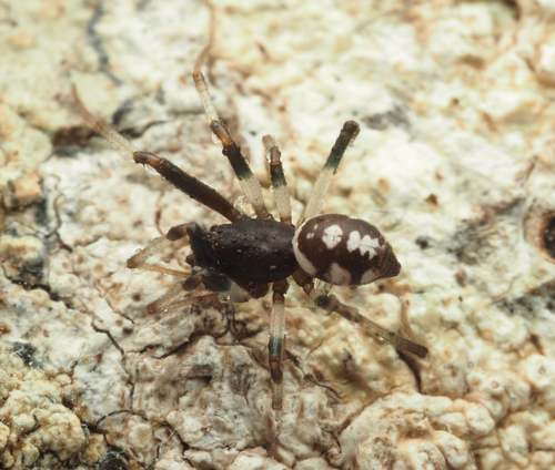 Steatoda niveosignata