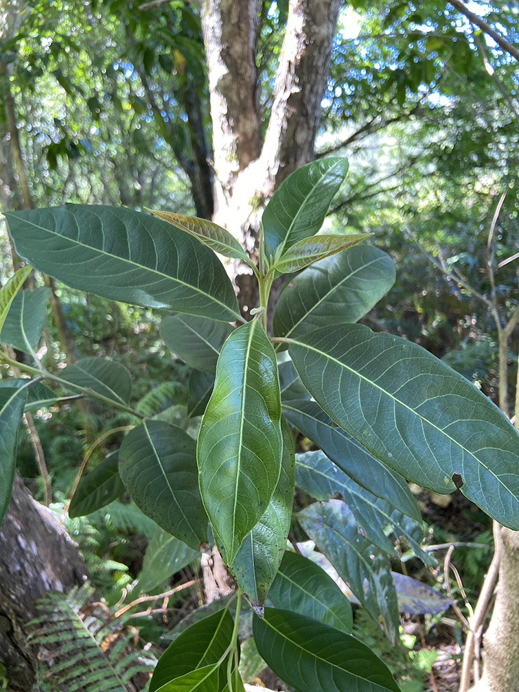 Rhodomyrtus psidioides in December 2023 by Jason Searle · iNaturalist