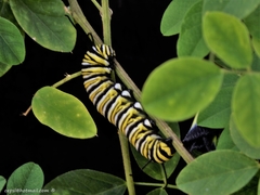 Danaus plexippus