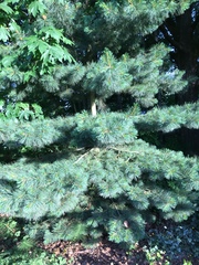 Pinus monticola