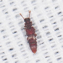 Thoracophorus costalis