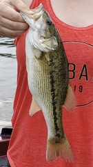 Micropterus henshalli