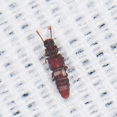 Thoracophorus costalis