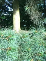 Pinus monticola