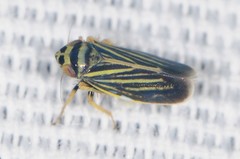 Amblysellus curtisii