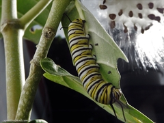 Danaus plexippus