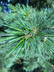 Pinus monticola