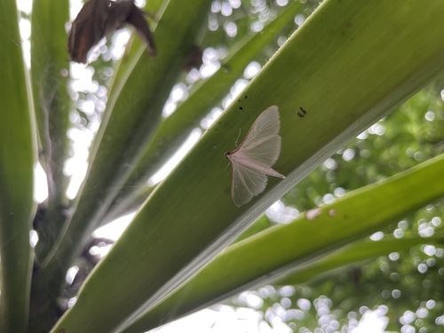 Palpita vitrealis