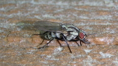 Anthomyia oculifera