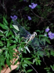 Phyllogomphoides stigmatus