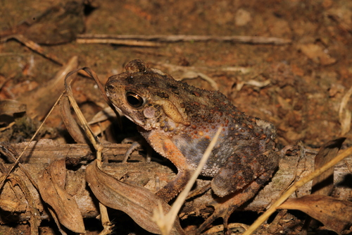 Ingerophrynus biporcatus