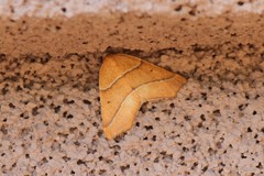 Destutia excelsa