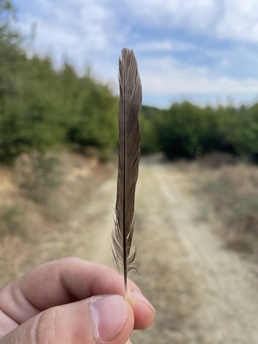 Plume de Orite à longue queue