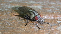 Anthomyia oculifera