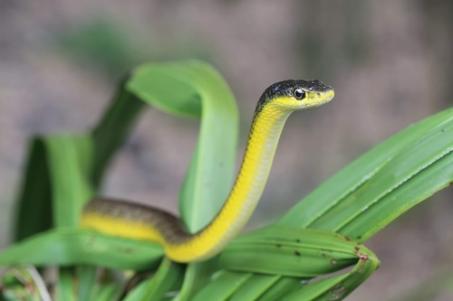 Common Tree Snake sighting