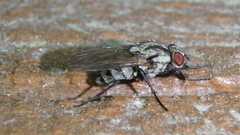 Anthomyia oculifera