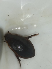 Cybister lateralimarginalis