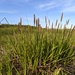 Carex scirpoidea convoluta - Photo (c) Nate Martineau, algunos derechos reservados (CC BY-NC), subido por Nate Martineau