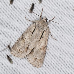 Acronicta lobeliae