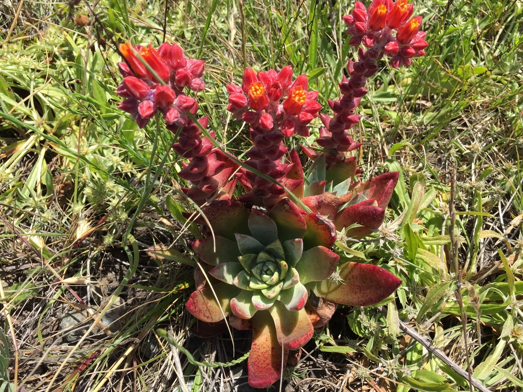Palmer's dudleya
