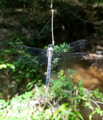 Libellula incesta