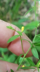 Linum striatum