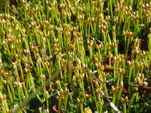 Image of Scleranthus biflorus by no rights reserved