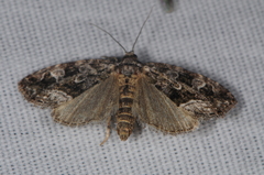 Protodeltote muscosula