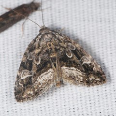 Protodeltote muscosula