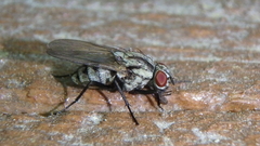 Anthomyia oculifera