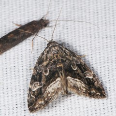 Protodeltote muscosula