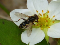 Anasimyia anausis