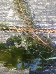 Ranunculus circinatus