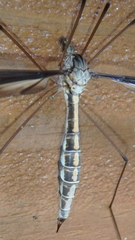 Tipula caloptera