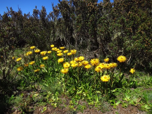 Image of Alpine Everlasting (Xerochrysum subundulatum) by no rights reserved