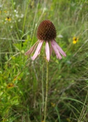 Echinacea atrorubens