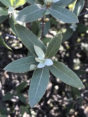 Quercus peninsularis