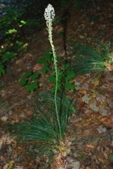 Xerophyllum asphodeloides