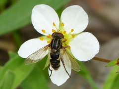 Anasimyia anausis
