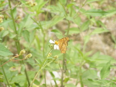 Polygonia c-aureum lunulata